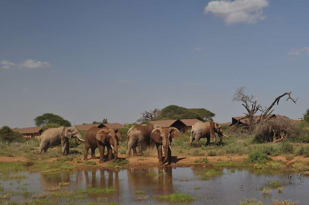 Kilima Safari Camp Hotell Oloitokitok Eksteriør bilde